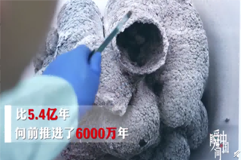 贵州发现6亿岁海绵宝宝，海绵宝宝商标注册已达138件！