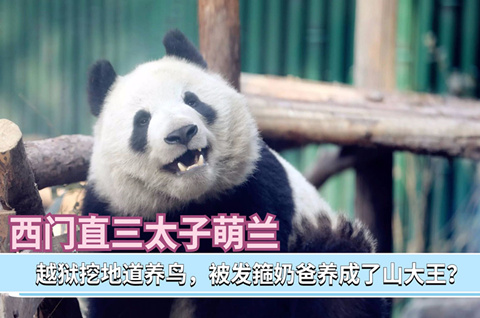 抢注商标?大熊猫顶流“萌兰”相关商标被抢注