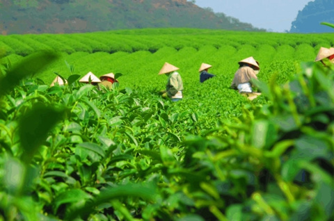 浙江杭州萧山区市场监管局专项整治茶叶市场 查处9起商标侵权案件