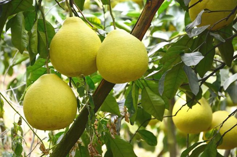 “汶朗蜜柚”成功注册为地理标志证明商标啦！