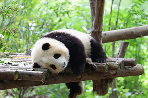 熊猫界女顶流 —— " 熊猫和花 "被抢注为商标！